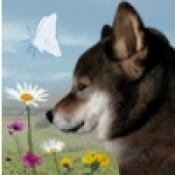 翌日波奇狗的历险记