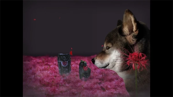 翌日波奇狗的历险记