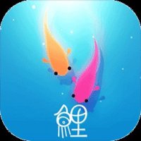 鲤