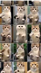 即梦AI：一键生成猫狗短视频